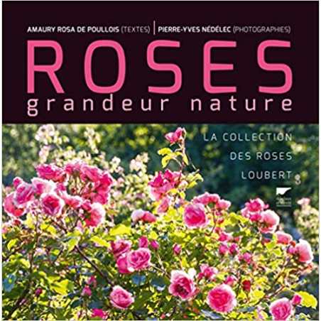 Roses grandeur nature - Pierre-Yves Nédélec