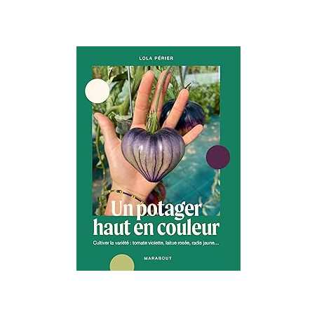 Un potager haut en couleur : Cultiver la variété : tomate violette