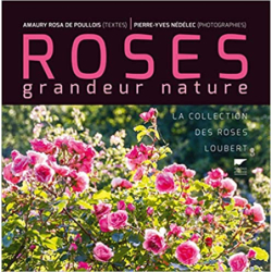 Roses grandeur nature - Pierre-Yves Nédélec